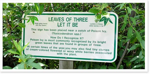 Poison Ivy in Colorado Leaves of Three Let it Be